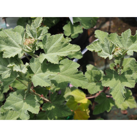 Lavatera x clementii ' Silver Barnsley'