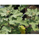 Lavatera x clementii ' Silver Barnsley'