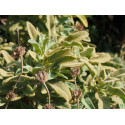 Phlomis purpurea subsp. caballeroi