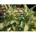 Phlomis purpurea subsp. caballeroi