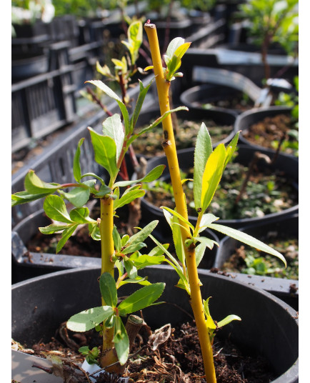 Salix alba vitellina ' Golden Ness'