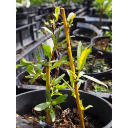 Salix alba vitellina ' Golden Ness'
