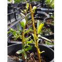 Salix alba vitellina ' Golden Ness'