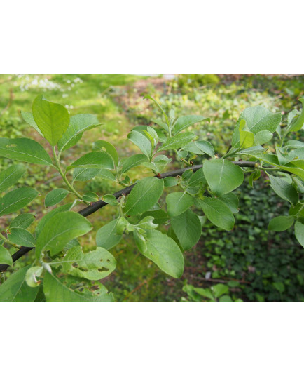 Salix caprea 'Mas'