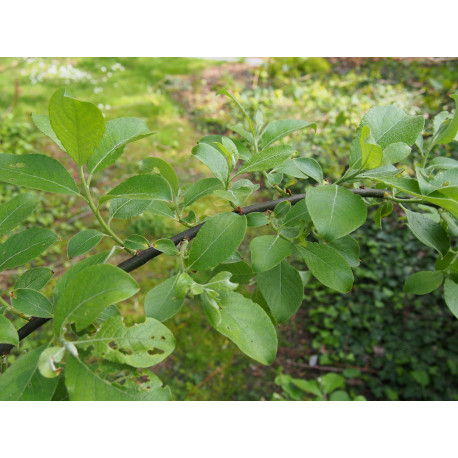 Salix caprea 'Mas'