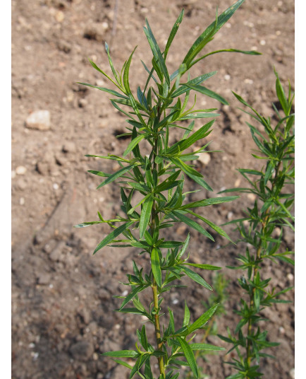 Salix chilensis