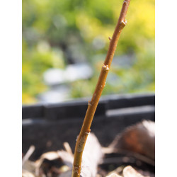 Salix mollissima x 'Pheasant Brown'