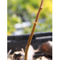 Salix mollissima x 'Pheasant Brown'