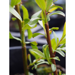 Salix rubens x 'Parson's'