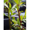Salix rubens x 'Parson's'