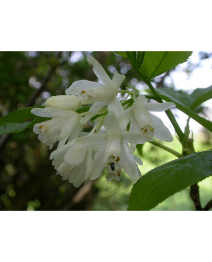 Staphylea colchica