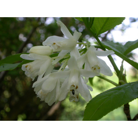 Staphylea colchica