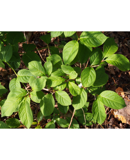 Syringa villosa subsp. wolfii