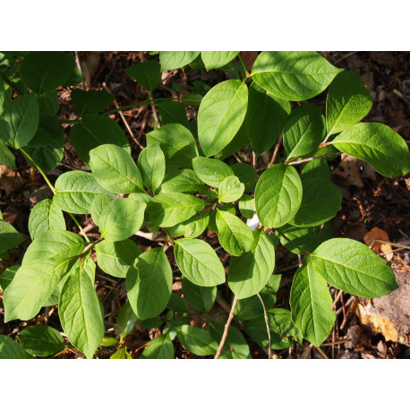 Syringa villosa subsp. wolfii