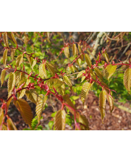 Zelkova serrata