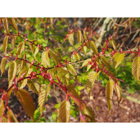 Zelkova serrata