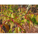 Zelkova serrata