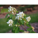 Amelanchier alnifolia