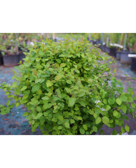 Spiraea 'Boule de vert' - spirée coussin