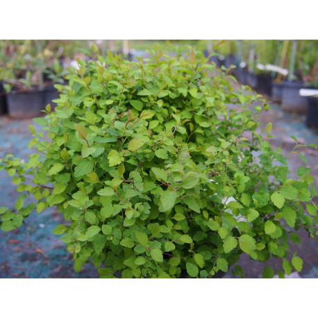 Spiraea 'Boule de vert' - spirée coussin