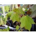 Acer cappadocicum