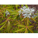 Elaeagnus angustifolia var. Caspica - Olivier de Bohême/Arbre d'argent