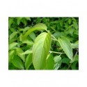 Cornus amomum - Cornaceae - cornouiller
