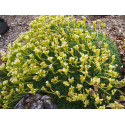 Saxifraga apiculata x 'Gregor Mendel' - Saxifrage