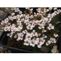 Saxifraga arcovalleyi x - Saxifrage