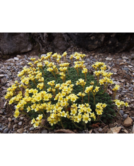 Saxifraga borisii x 'Mona Lisa' - Saxifrage