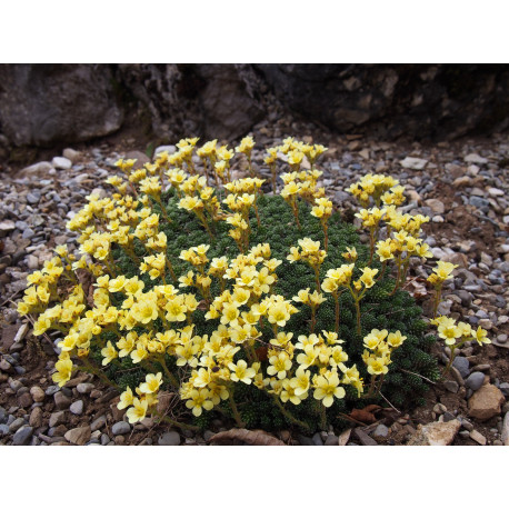 Saxifraga borisii x 'Mona Lisa' - Saxifrage