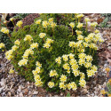 Saxifraga webrii x 'Pygmalion' - saxifrages