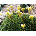 Saxifraga borisii x 'Rusalka' - Saxifrage