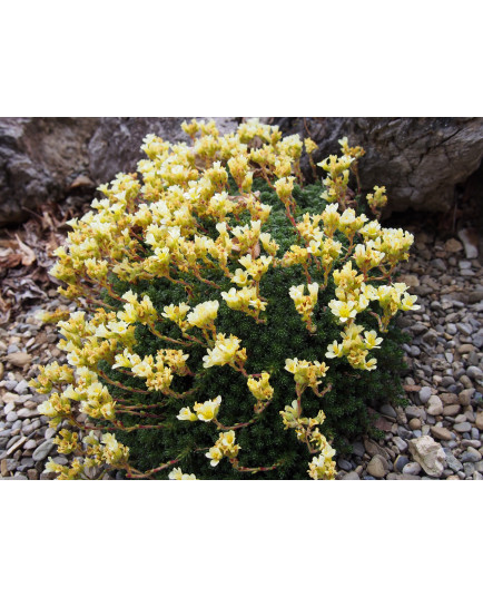 Saxifraga borisii x 'Vincent van Gogh' - Saxifrage