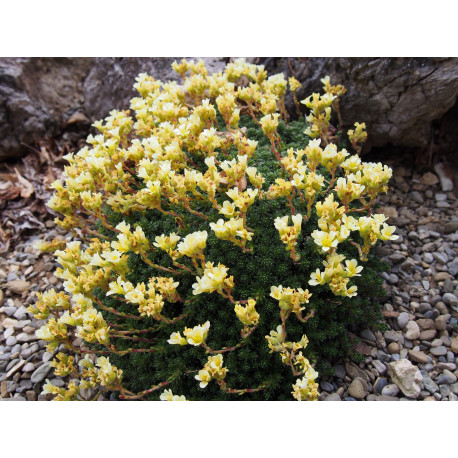 Saxifraga borisii x 'Vincent van Gogh' - Saxifrage