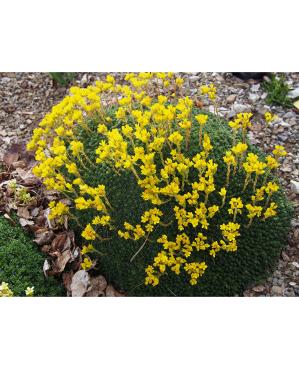 Saxifraga elisabethae x 'Carmen' - saxifrages