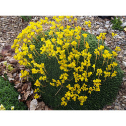 Saxifraga elisabethae x 'Carmen' - saxifrages