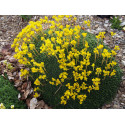 Saxifraga elisabethae x 'Carmen' - saxifrages