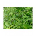 Cornus amomum - Cornaceae - cornouiller
