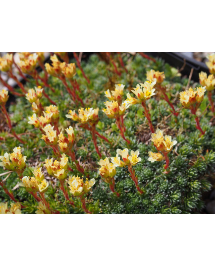 Saxifraga elisabethae x 'Tully' - Saxifrage