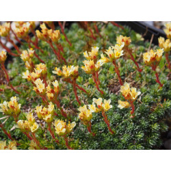 Saxifraga elisabethae x 'Tully' - Saxifrage