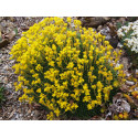 Saxifraga eudoxiana x 'Gold Dust'' - saxifrages