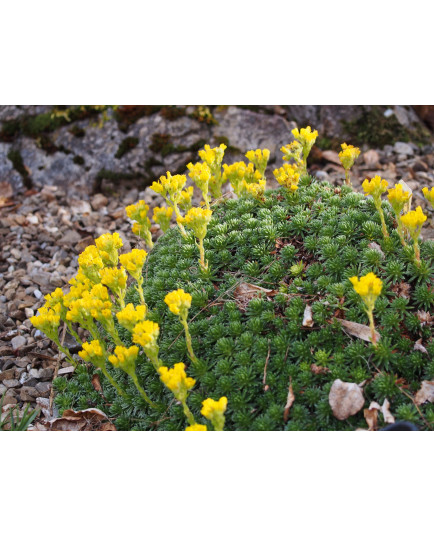 Saxifraga ferdinandi coburgi var pravislavii - Saxifrage