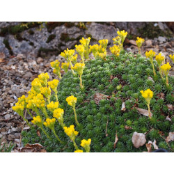 Saxifraga ferdinandi coburgi var pravislavii - Saxifrage