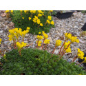 Saxifraga ferdinandi coburgi - Saxifrage