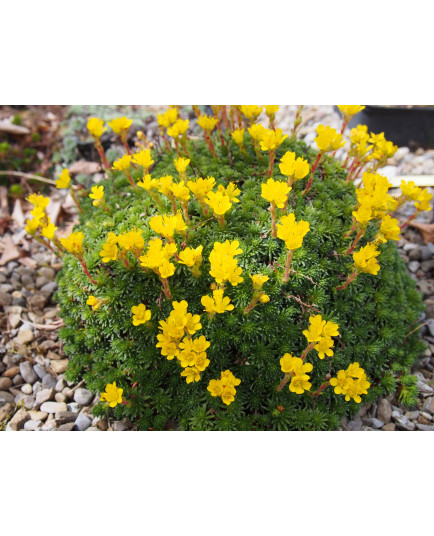 Saxifraga ferdinandi coburgi - Saxifrage