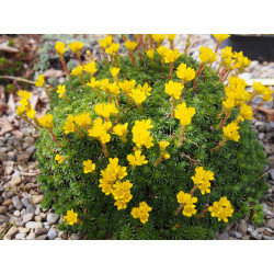 Saxifraga ferdinandi coburgi - Saxifrage