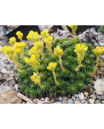 Saxifraga ferdinandi coburgi var rhodopea - Saxifrage