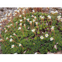 Saxifraga leyboldii x 'August Hayek'