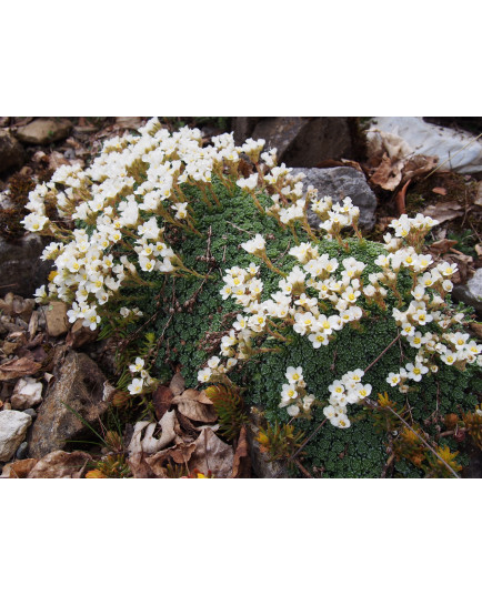 Saxifraga marginata var. coriophylla 'Minor' - saxifrage